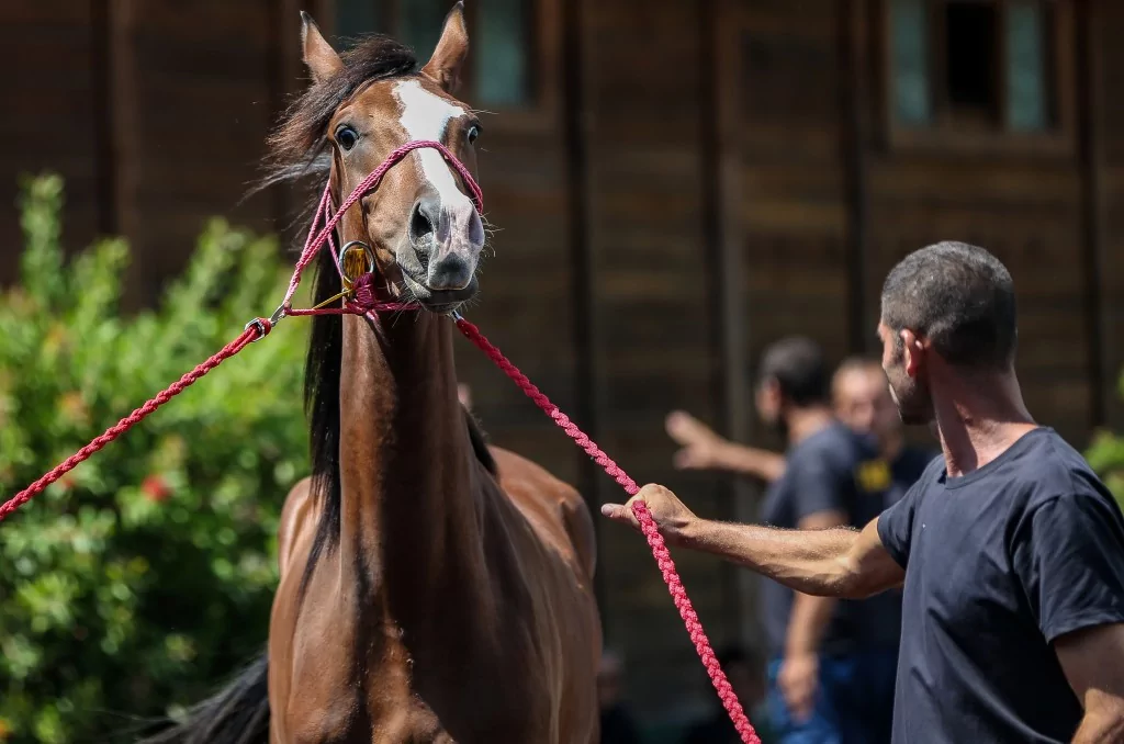 TİGEM'e 51 tayın satışından dev gelir!