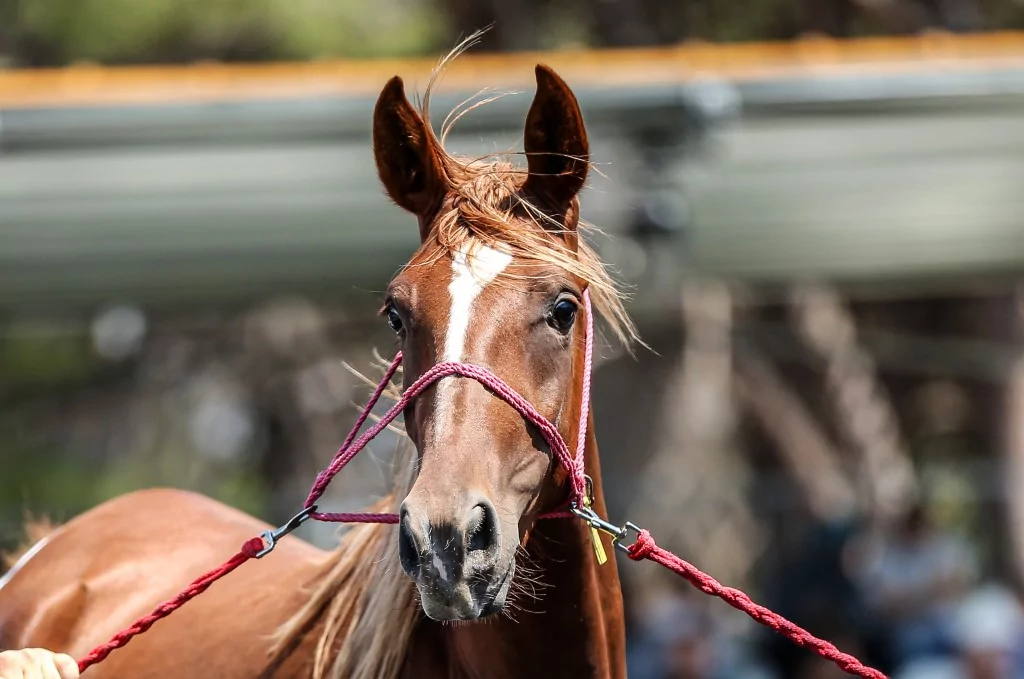 TİGEM'e 51 tayın satışından dev gelir!