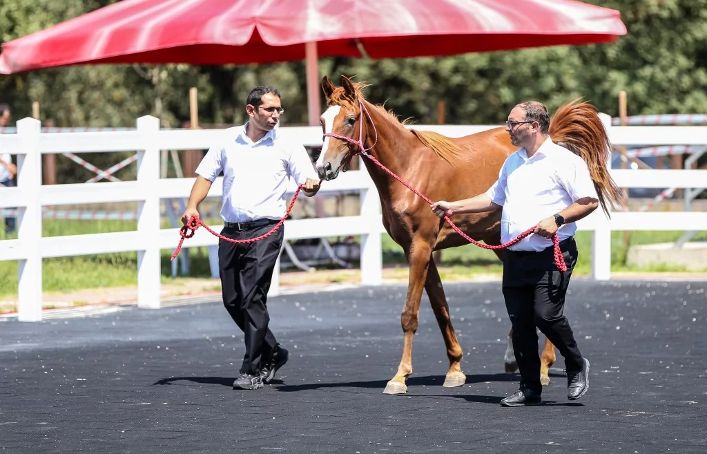 TİGEM'e 51 tayın satışından dev gelir!