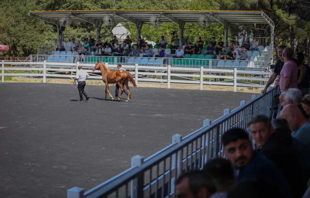 TİGEM'e 51 tayın satışından dev gelir!