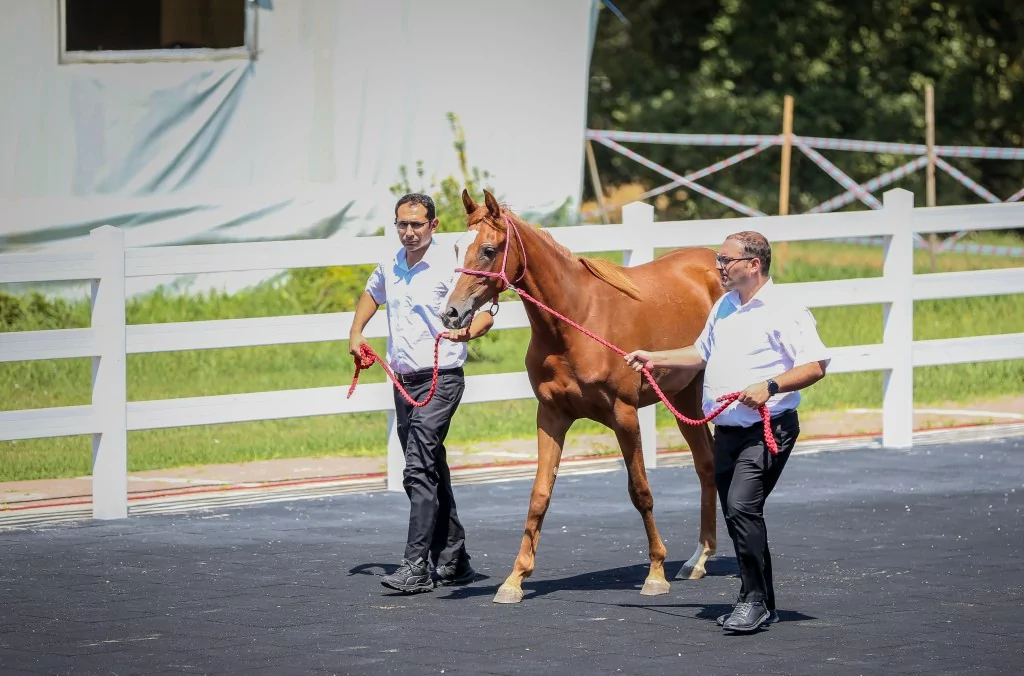 TİGEM'e 51 tayın satışından dev gelir!