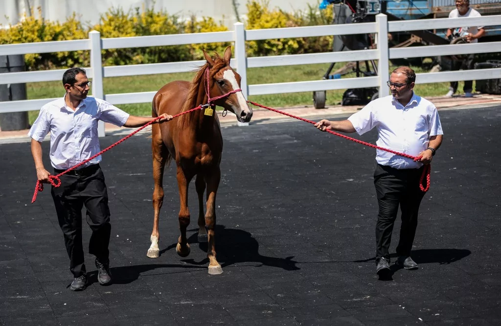 TİGEM'e 51 tayın satışından dev gelir!