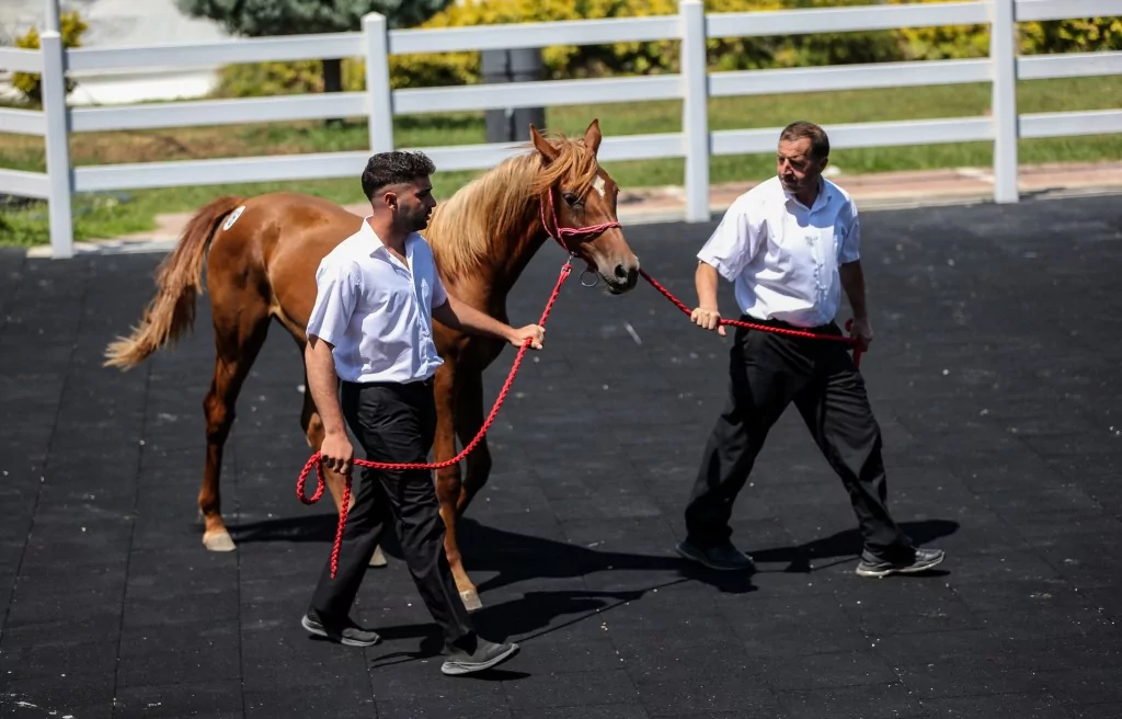 TİGEM'e 51 tayın satışından dev gelir!