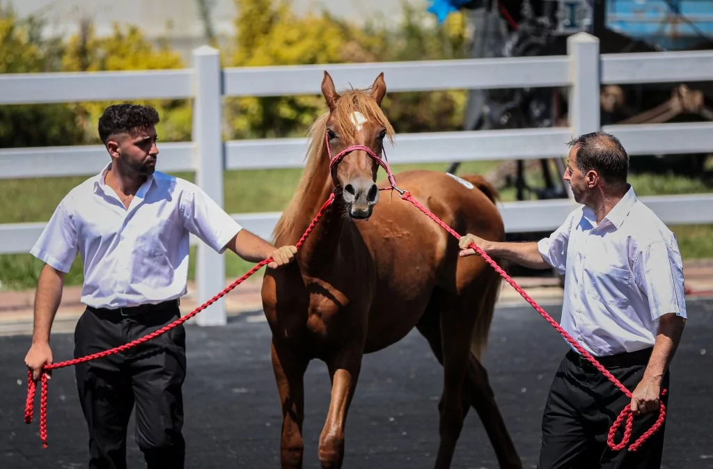 TİGEM'e 51 tayın satışından dev gelir!