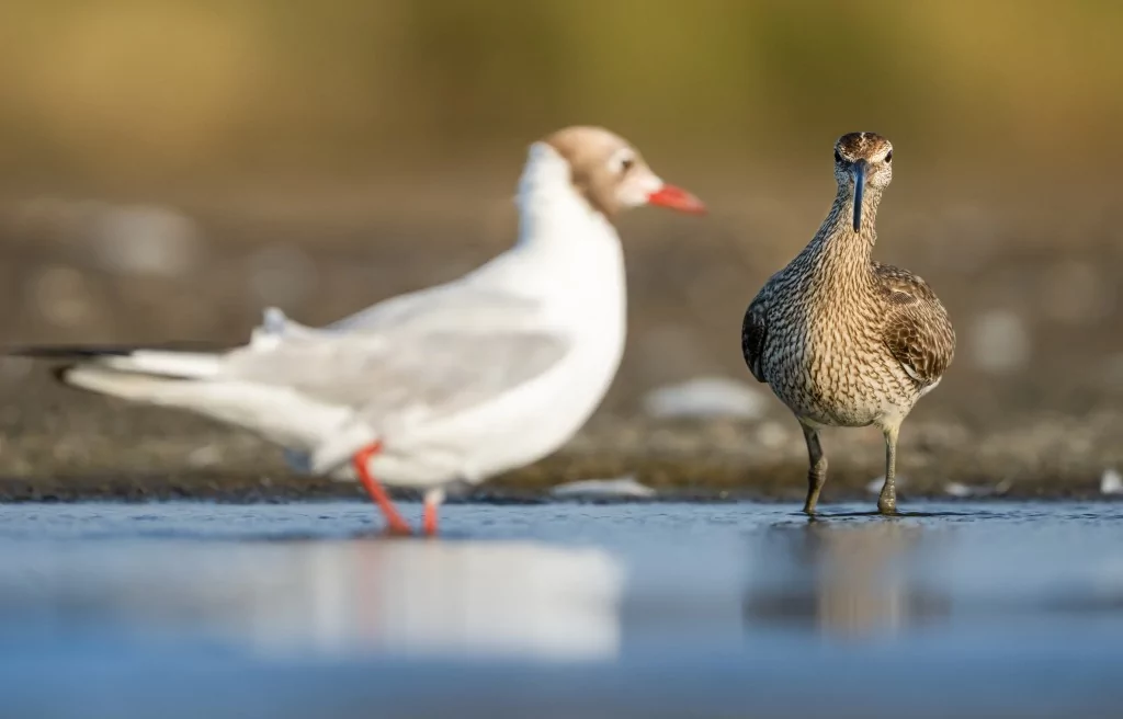 Göç yolculuğundaki Kervan Çullukları, Bursa'da görüntülendi
