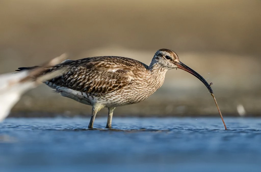 Göç yolculuğundaki Kervan Çullukları, Bursa'da görüntülendi