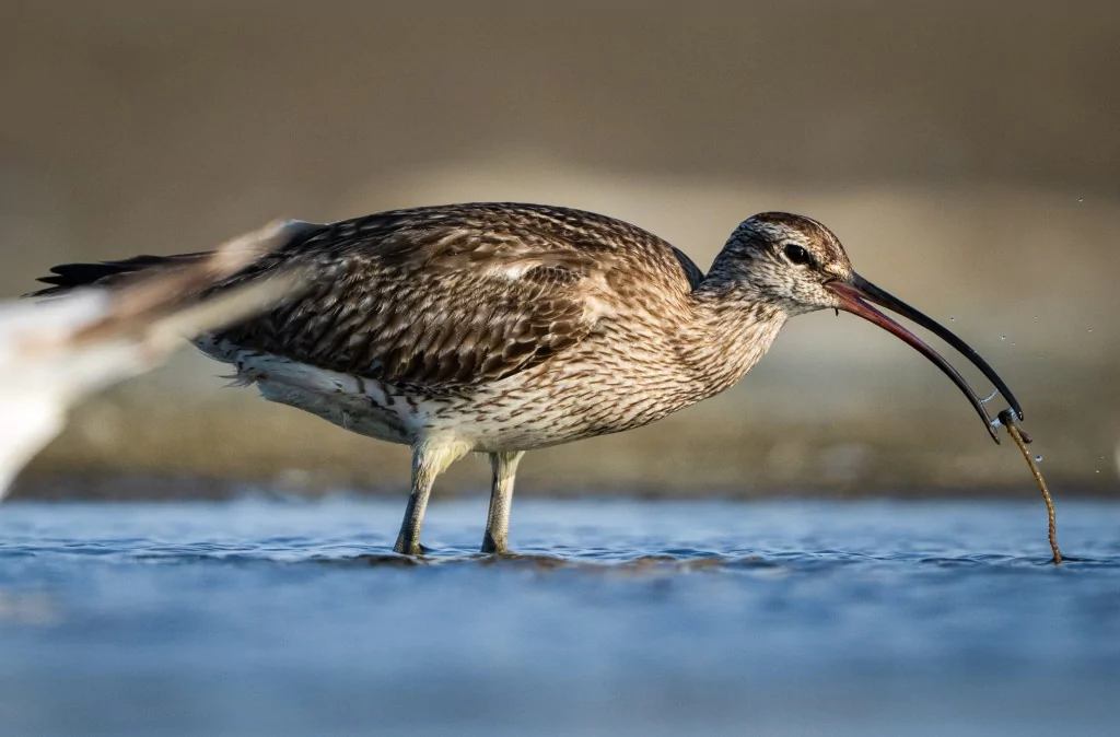 Göç yolculuğundaki Kervan Çullukları, Bursa'da görüntülendi