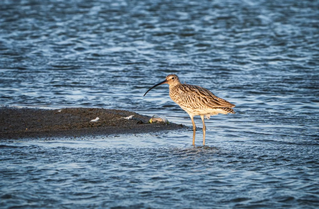 Göç yolculuğundaki Kervan Çullukları, Bursa'da görüntülendi