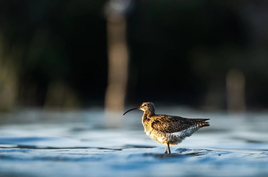 Göç yolculuğundaki Kervan Çullukları, Bursa'da görüntülendi