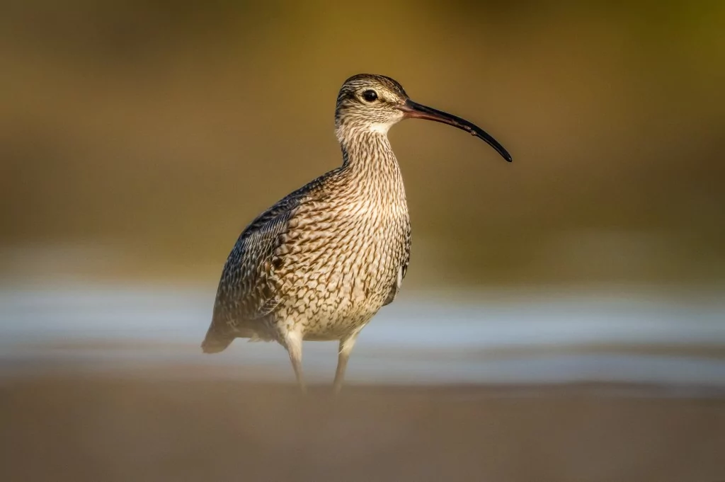 Göç yolculuğundaki Kervan Çullukları, Bursa'da görüntülendi