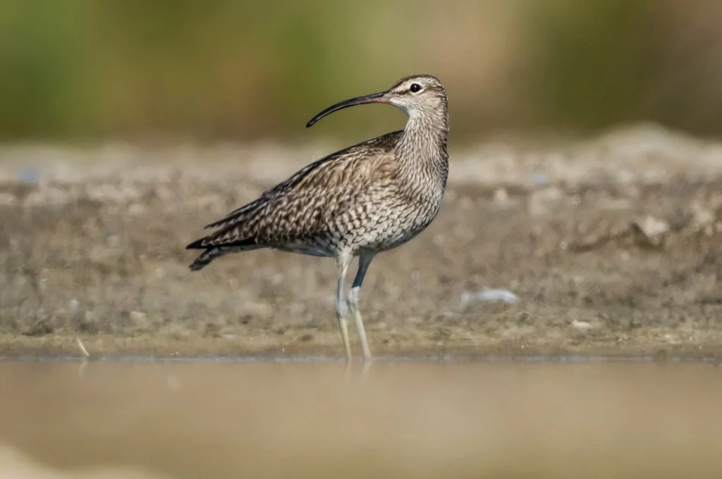Göç yolculuğundaki Kervan Çullukları, Bursa'da görüntülendi
