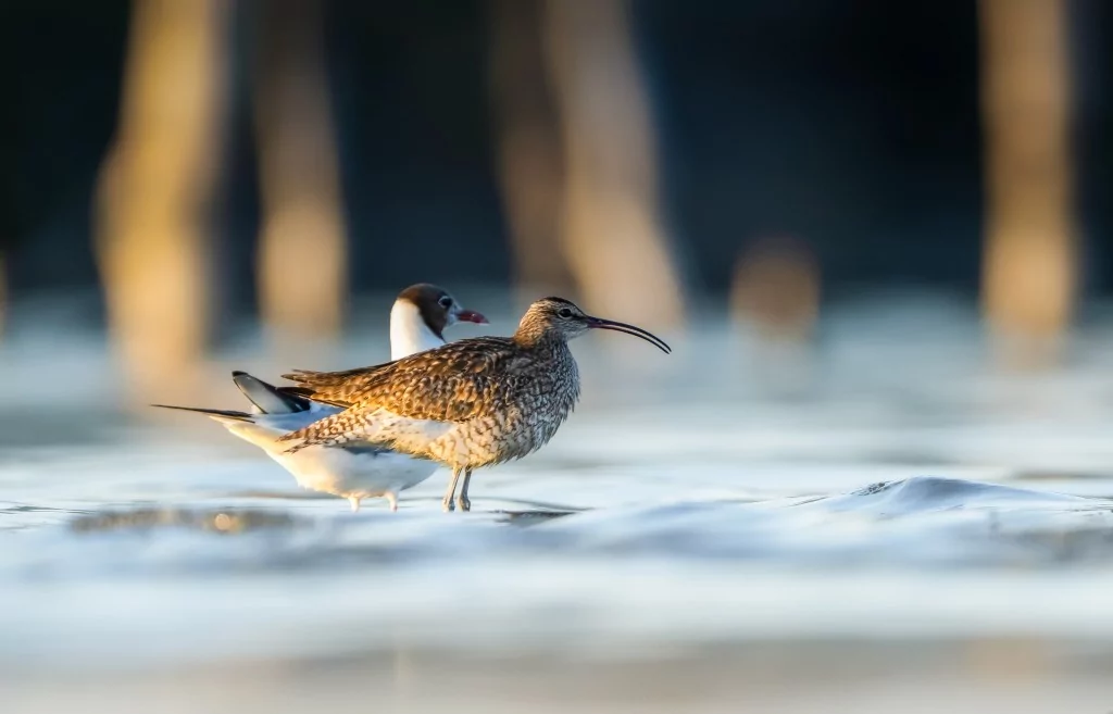 Göç yolculuğundaki Kervan Çullukları, Bursa'da görüntülendi