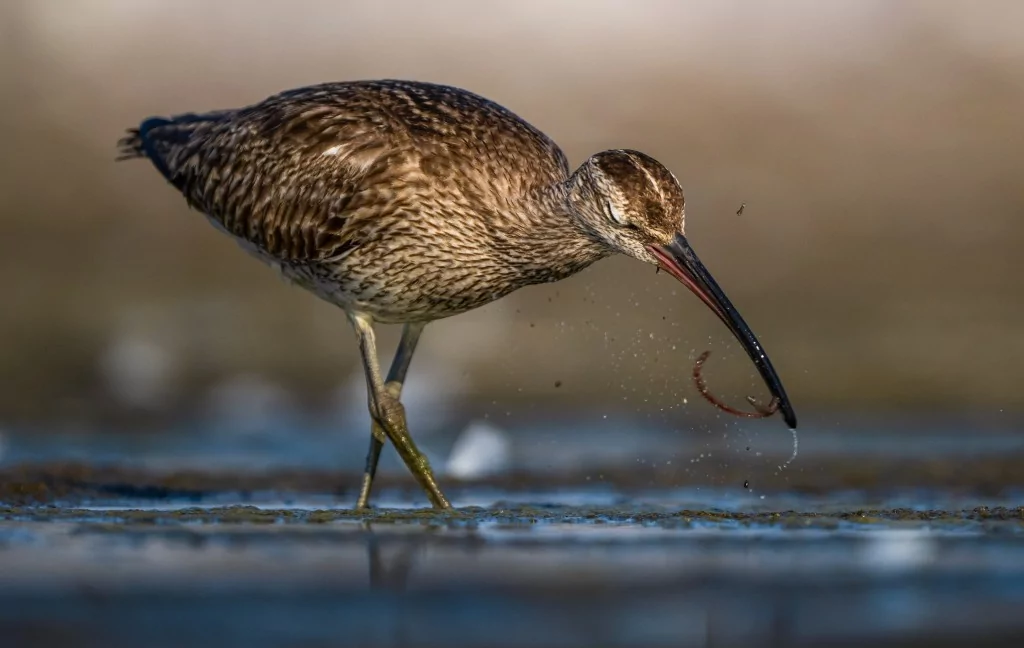 Göç yolculuğundaki Kervan Çullukları, Bursa'da görüntülendi