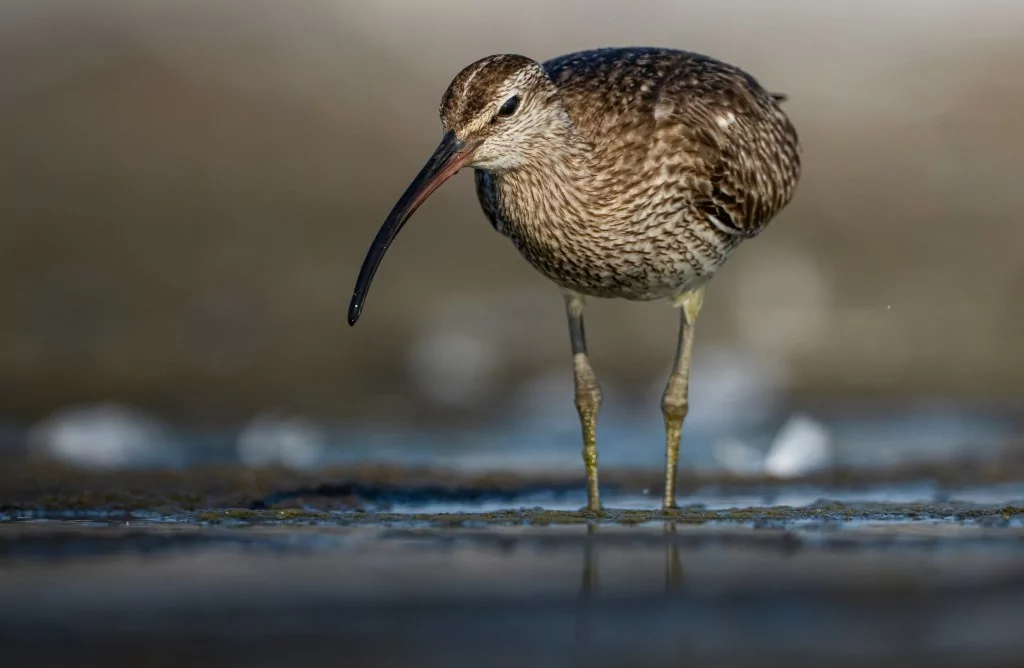 Göç yolculuğundaki Kervan Çullukları, Bursa'da görüntülendi