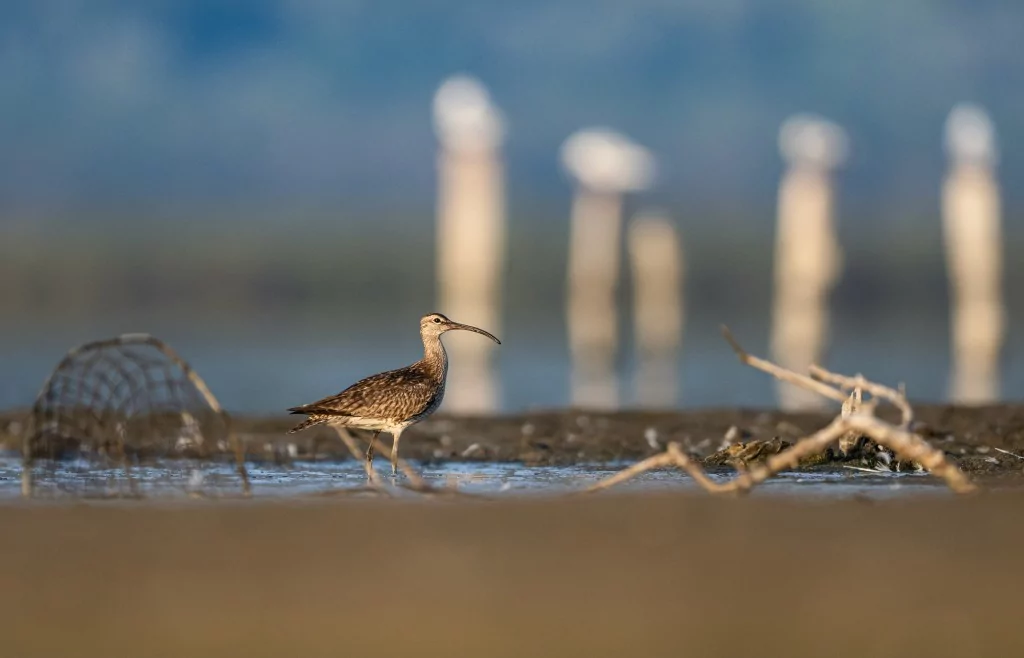 Göç yolculuğundaki Kervan Çullukları, Bursa'da görüntülendi
