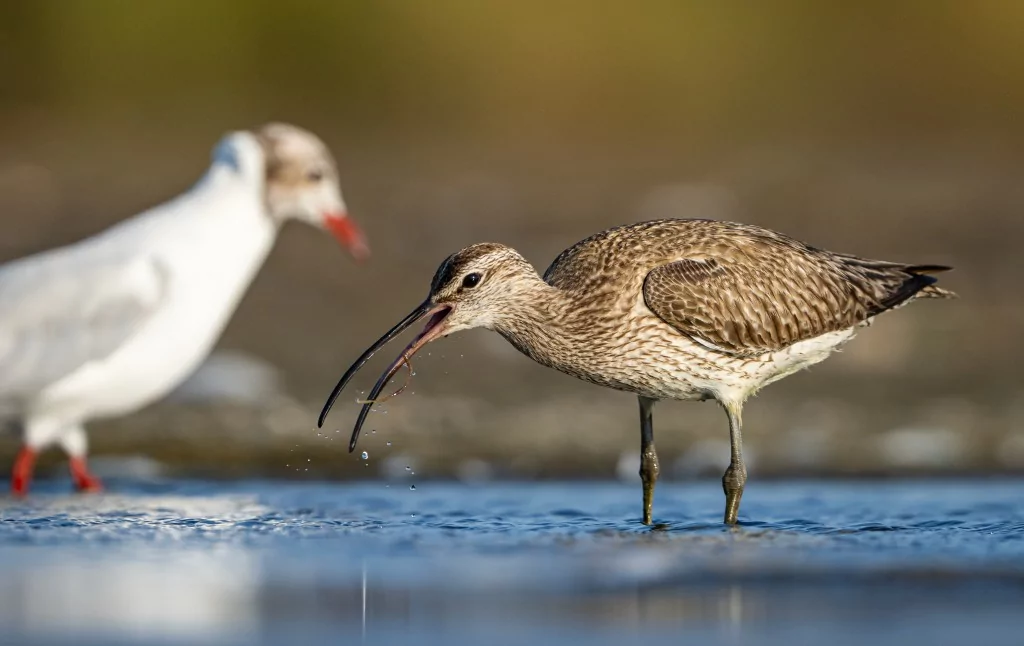 Göç yolculuğundaki Kervan Çullukları, Bursa'da görüntülendi