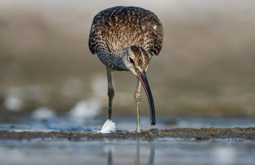 Göç yolculuğundaki Kervan Çullukları, Bursa'da görüntülendi