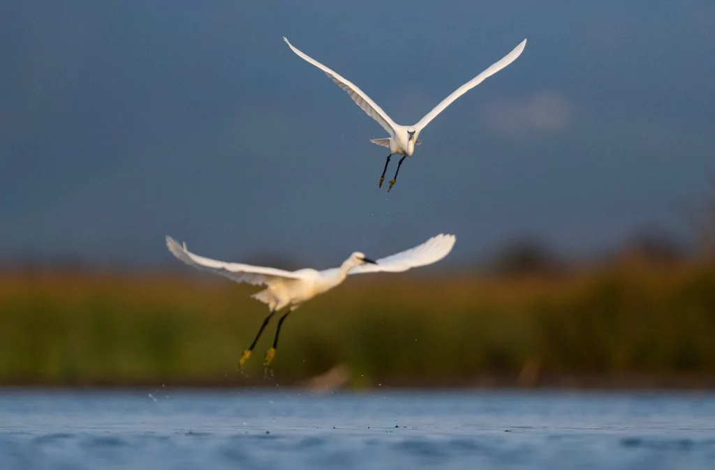 Bursa'da balıkçıl kuşların sabah mesaisi!