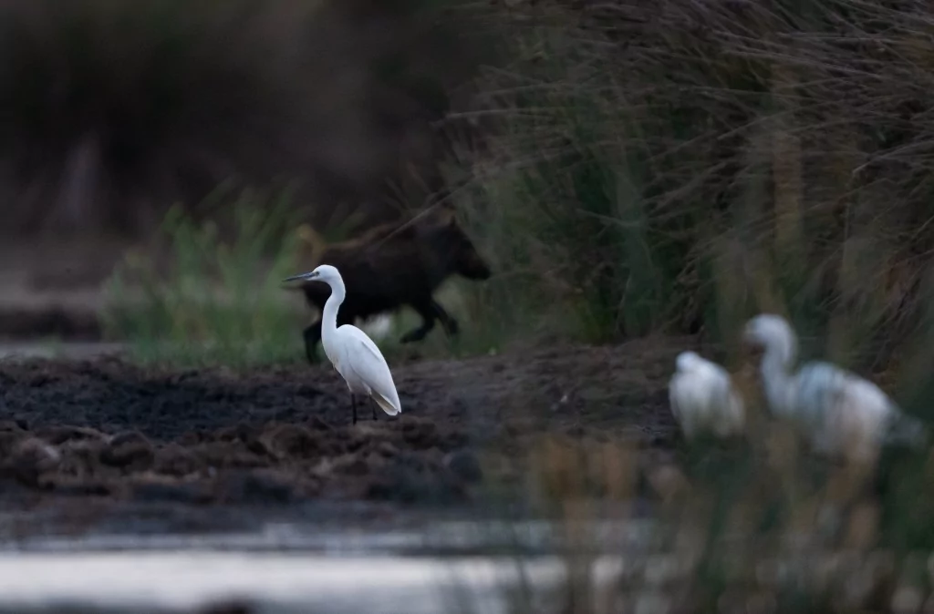 Bursa'da balıkçıl kuşların sabah mesaisi!