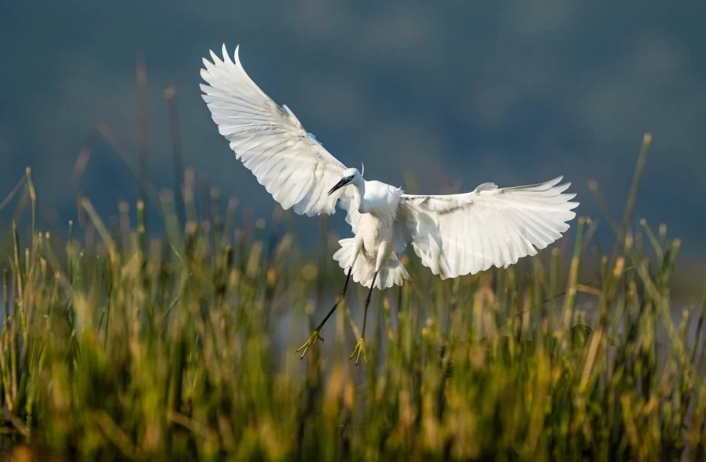 Bursa'da balıkçıl kuşların sabah mesaisi!