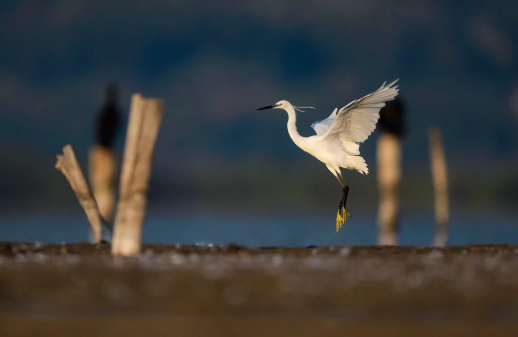 Bursa'da balıkçıl kuşların sabah mesaisi!