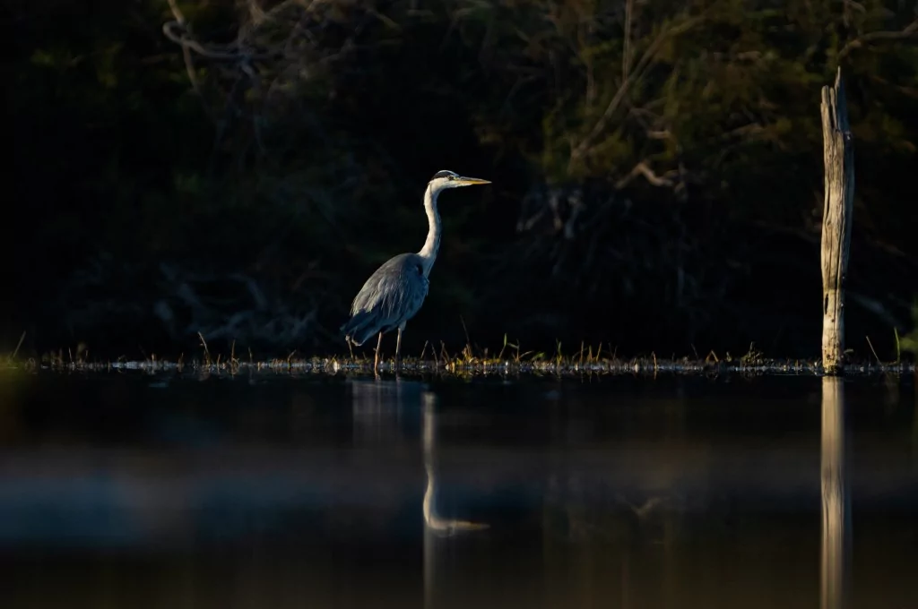 Bursa'da balıkçıl kuşların sabah mesaisi!