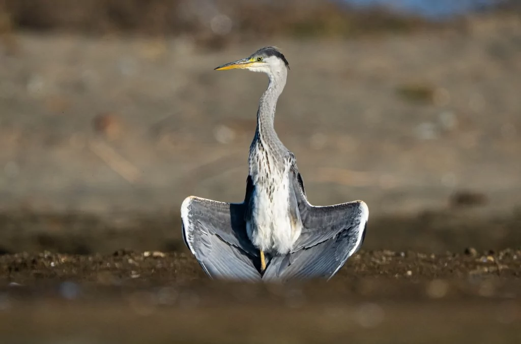 Bursa'da balıkçıl kuşların sabah mesaisi!