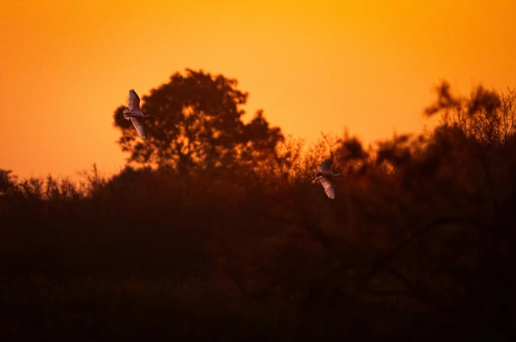 Bursa'da balıkçıl kuşların sabah mesaisi!