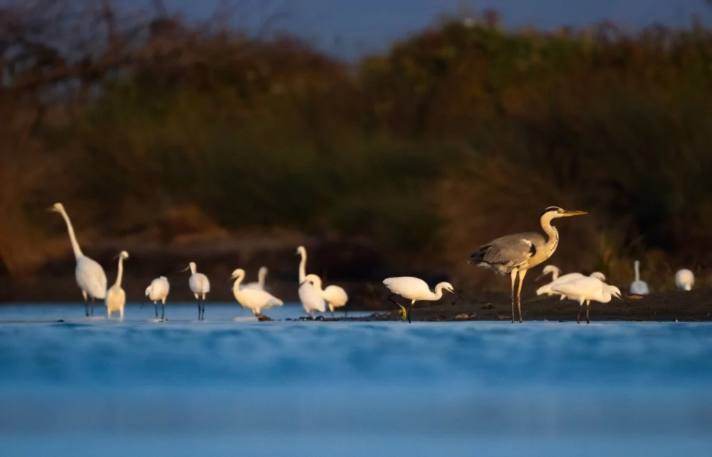 Bursa'da balıkçıl kuşların sabah mesaisi!