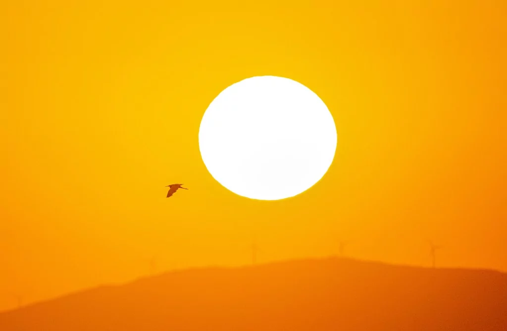 Bursa'da balıkçıl kuşların sabah mesaisi!