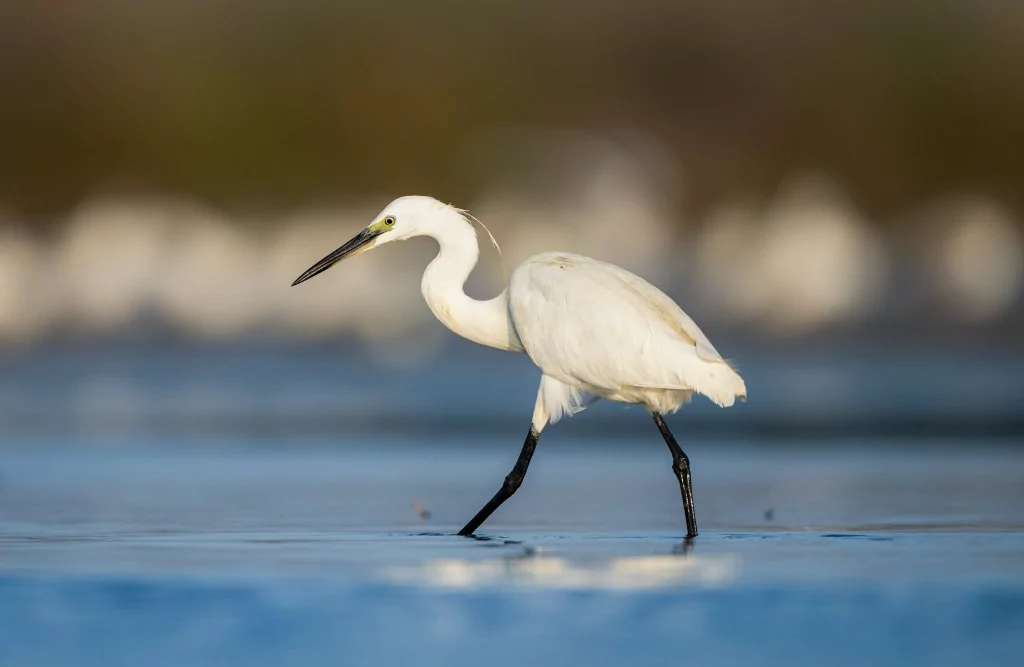 Bursa'da balıkçıl kuşların sabah mesaisi!