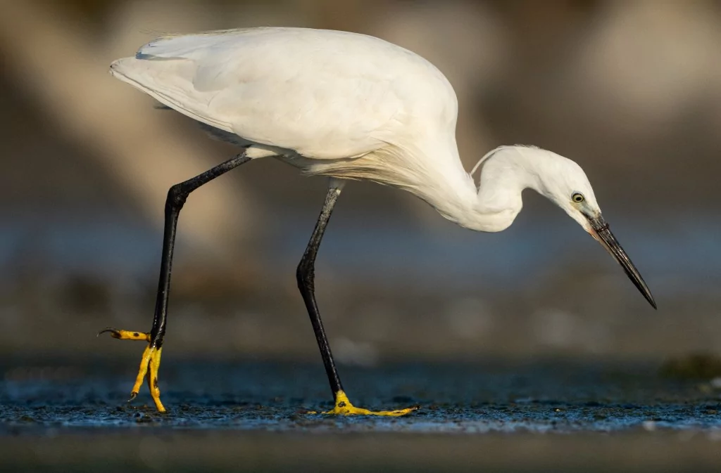 Bursa'da balıkçıl kuşların sabah mesaisi!
