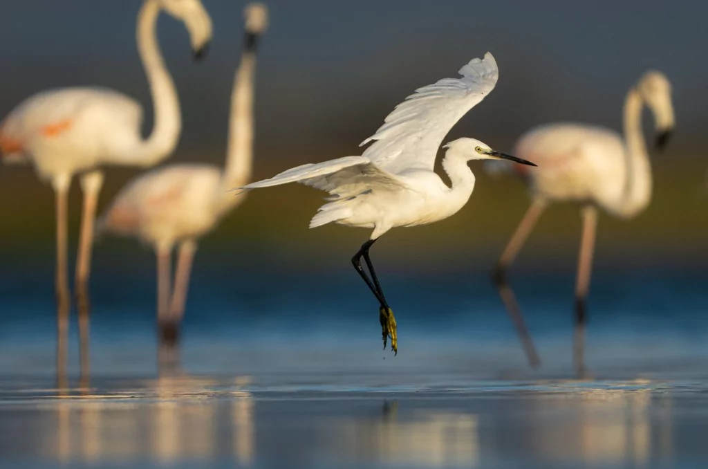 Bursa'da balıkçıl kuşların sabah mesaisi!