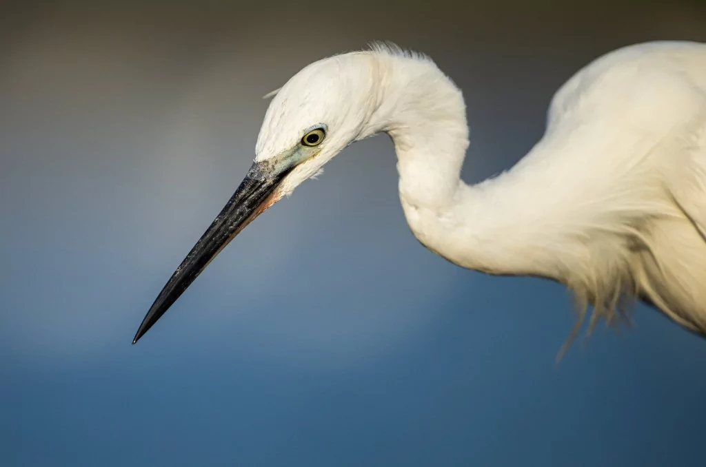 Bursa'da balıkçıl kuşların sabah mesaisi!