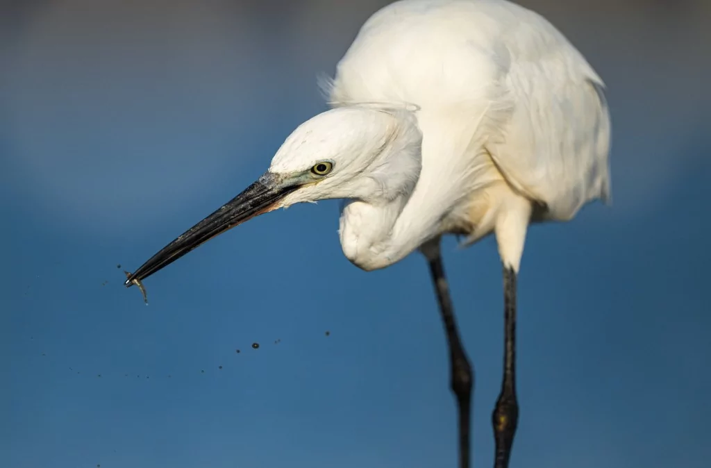 Bursa'da balıkçıl kuşların sabah mesaisi!