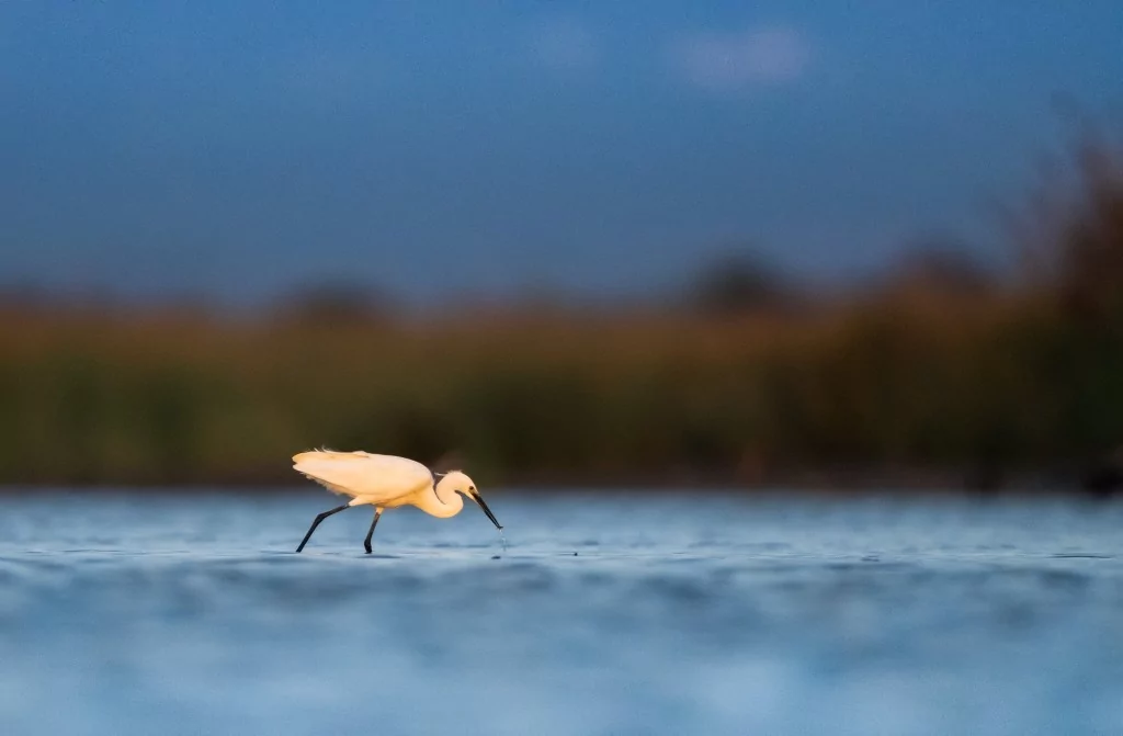 Bursa'da balıkçıl kuşların sabah mesaisi!