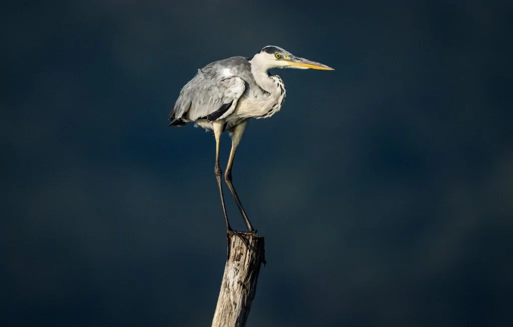Bursa'da balıkçıl kuşların sabah mesaisi!