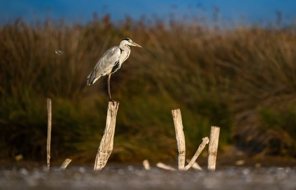 Bursa'da balıkçıl kuşların sabah mesaisi!