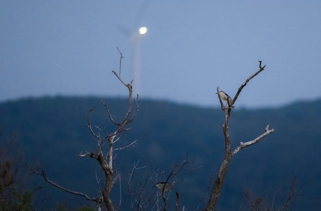 Bursa'da balıkçıl kuşların sabah mesaisi!