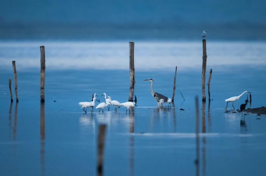 Bursa'da balıkçıl kuşların sabah mesaisi!