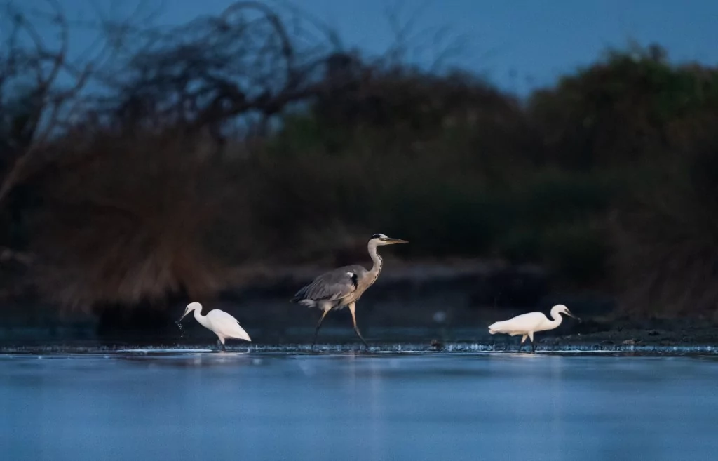 Bursa'da balıkçıl kuşların sabah mesaisi!