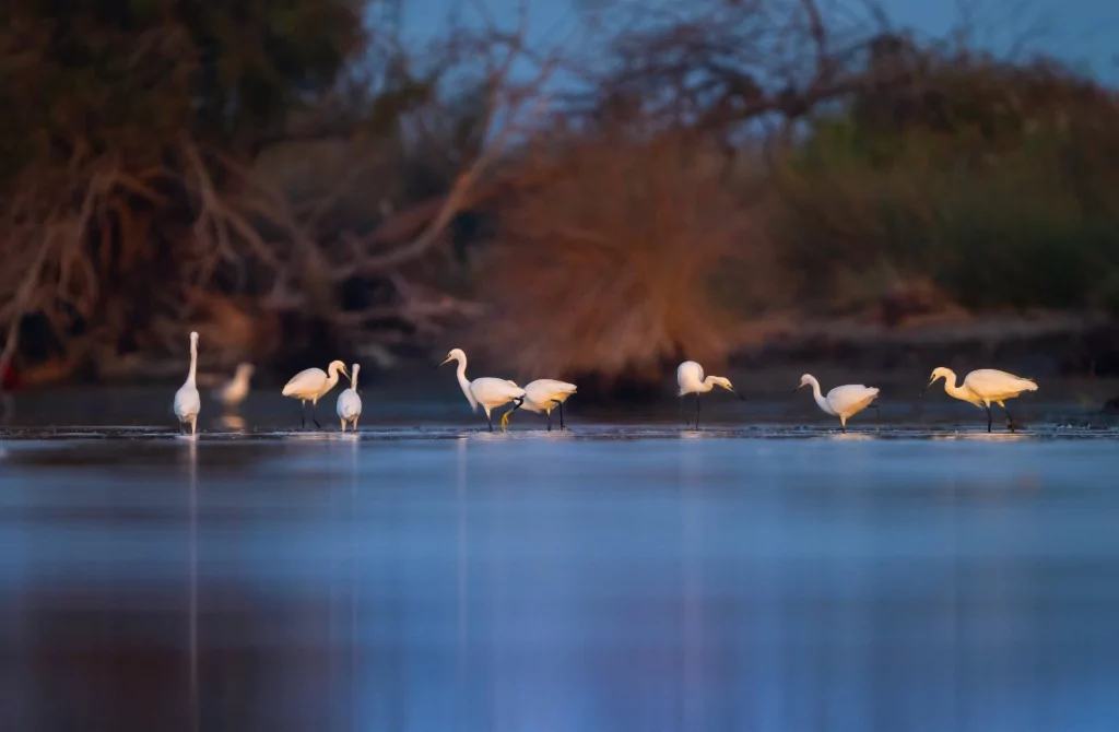 Bursa'da balıkçıl kuşların sabah mesaisi!