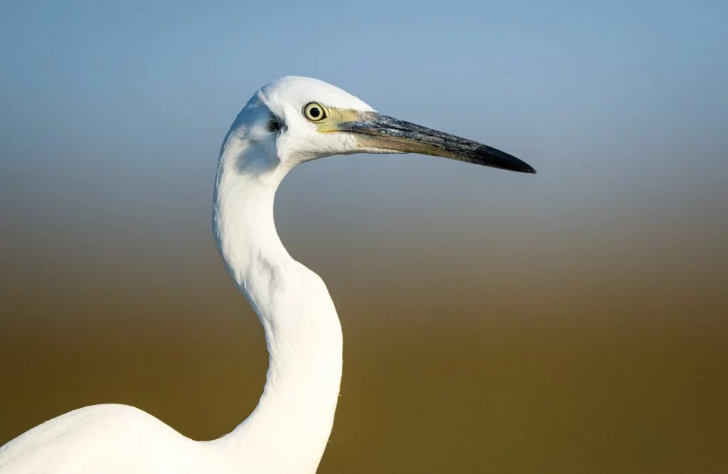 Bursa'da balıkçıl kuşların sabah mesaisi!