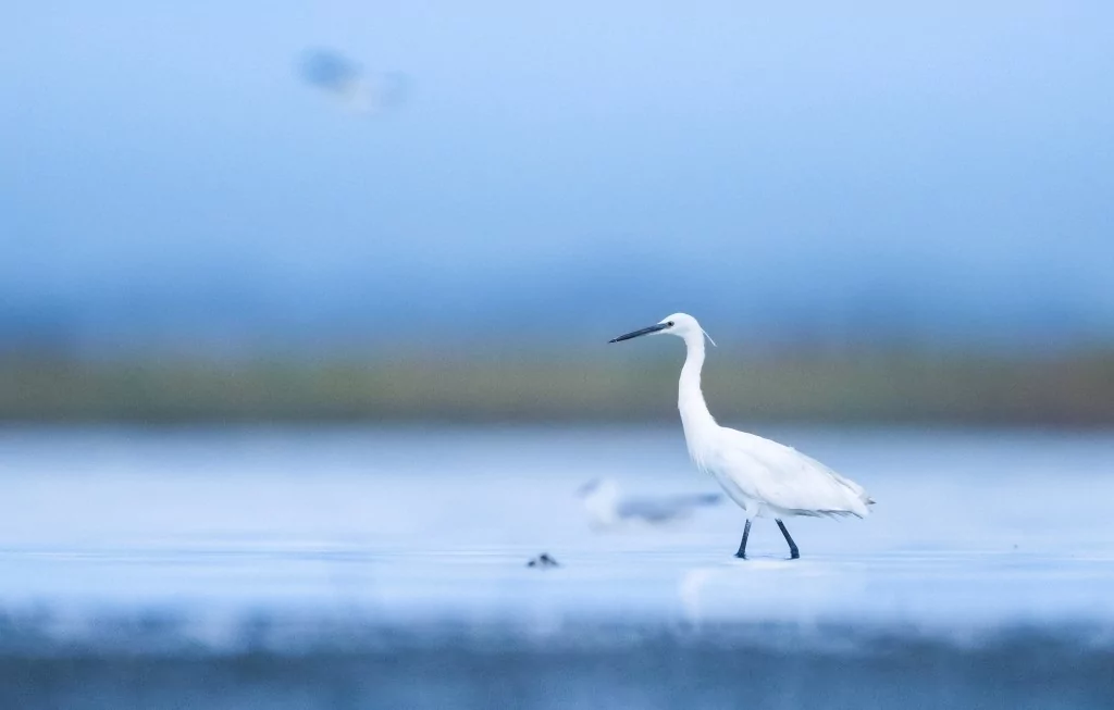 Bursa'da balıkçıl kuşların sabah mesaisi!