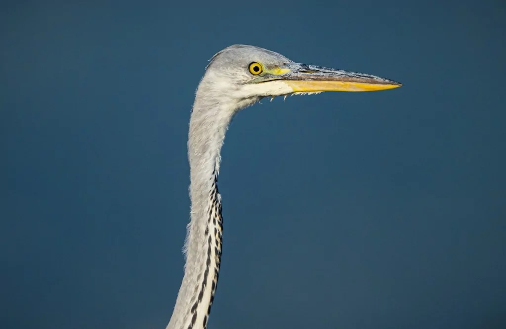 Bursa'da balıkçıl kuşların sabah mesaisi!