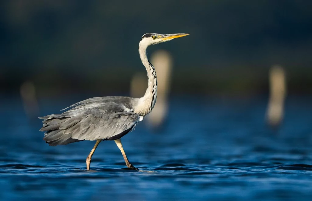 Bursa'da balıkçıl kuşların sabah mesaisi!