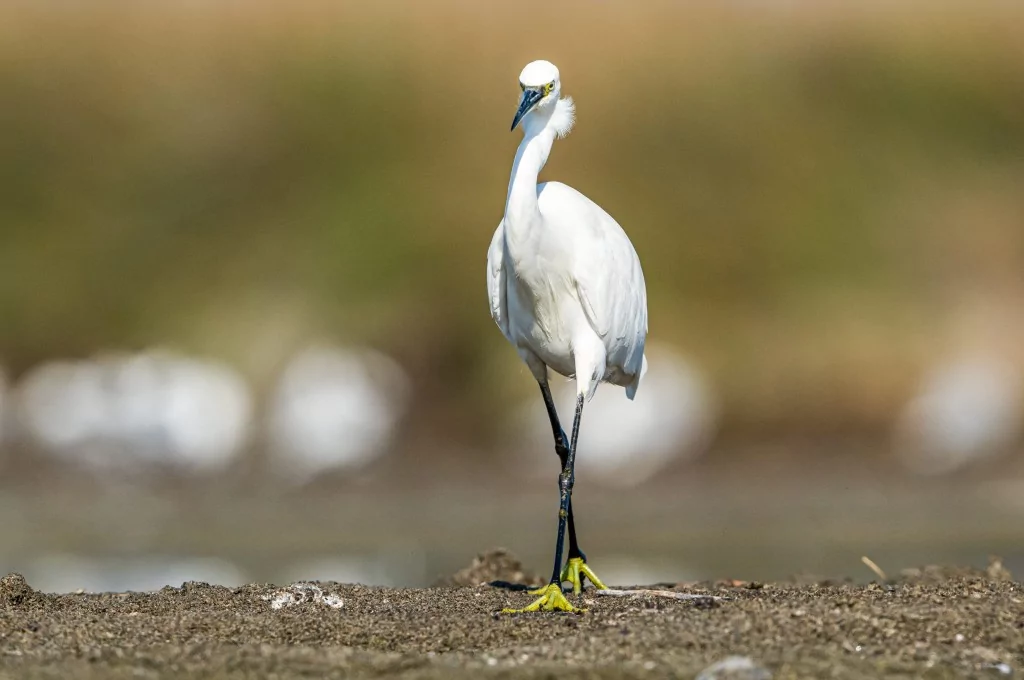 Bursa'da balıkçıl kuşların sabah mesaisi!