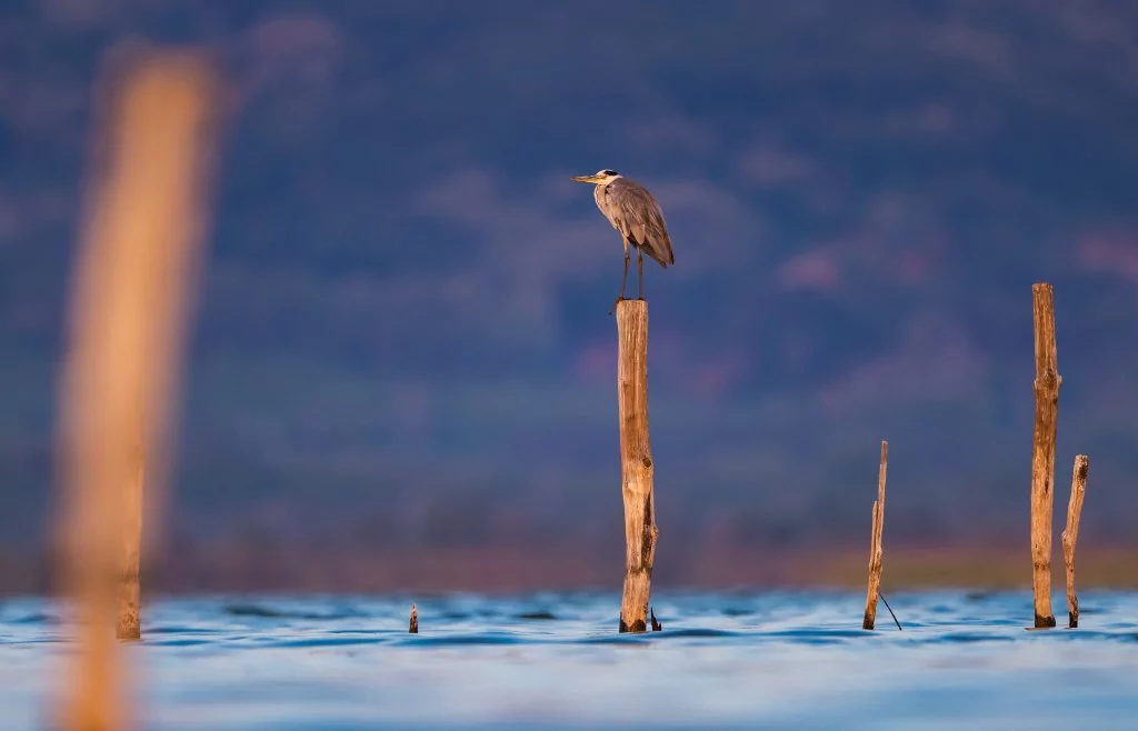 Bursa'da balıkçıl kuşların sabah mesaisi!