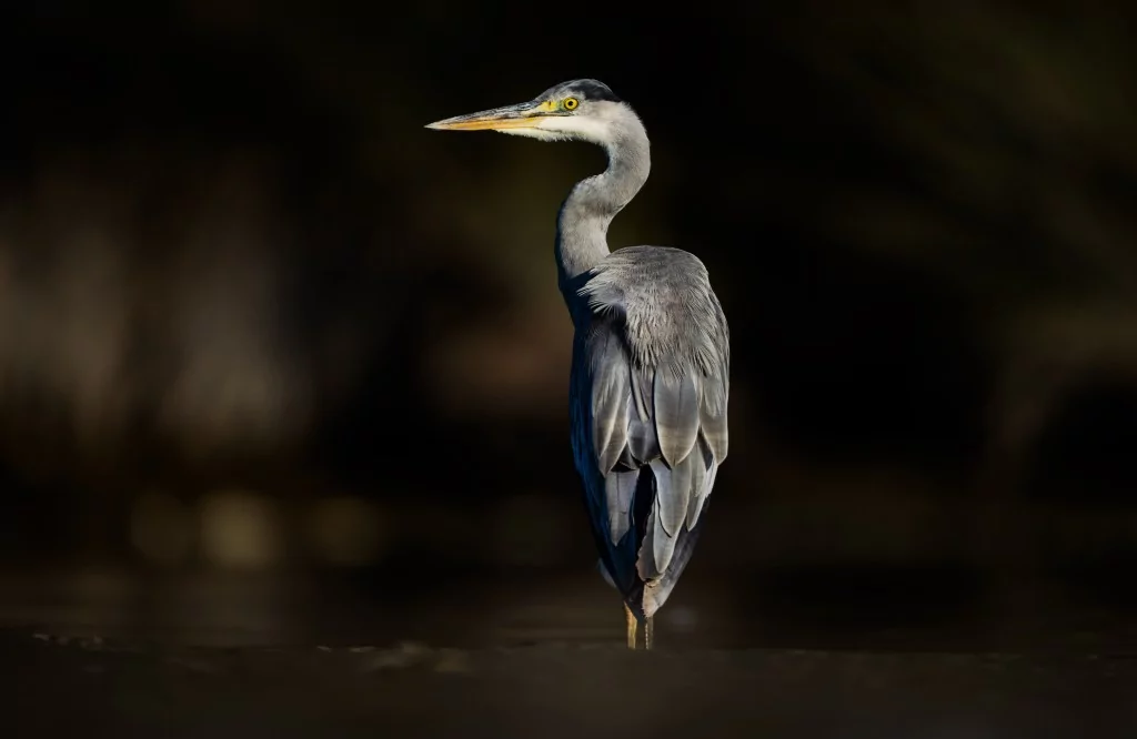 Bursa'da balıkçıl kuşların sabah mesaisi!