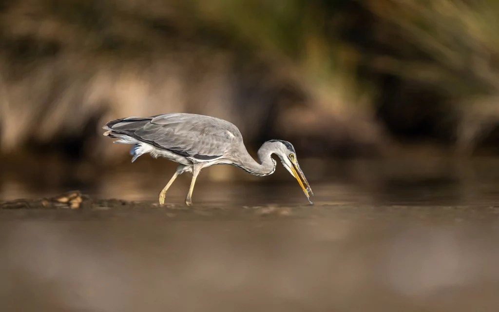 Bursa'da balıkçıl kuşların sabah mesaisi!